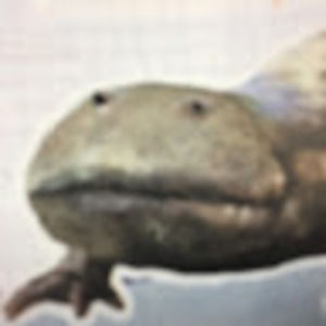 Meet your Posher, Coop